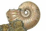 Iridescent Pyritized Ammonite (Quenstedticeras) Fossil Display #368837-1